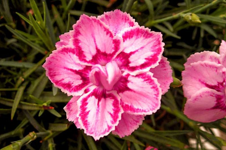 Dianthus 'Starbust', Pink 'Starbust', Starbust Pink, Pink Flowers, Pink Dianthus, Pink Garden Pink