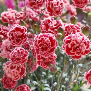 Dianthus 'Sugar Plum', Pink 'Sugar Plum', Sugar Plum Pink, Red Flowers, Red Dianthus, Pink Flowers, Pink Dianthus, Bicolor Flowers, Bicolor Dianthus