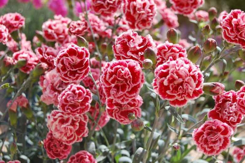 Dianthus 'Sugar Plum', Pink 'Sugar Plum', Sugar Plum Pink, Red Flowers, Red Dianthus, Pink Flowers, Pink Dianthus, Bicolor Flowers, Bicolor Dianthus