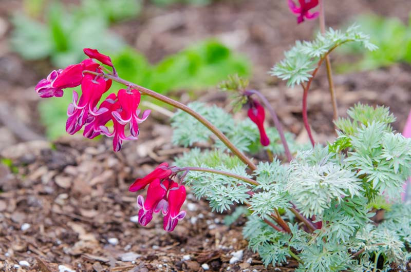 Dicentra 'Burning Hearts' (FernLeaf Bleeding Heart)