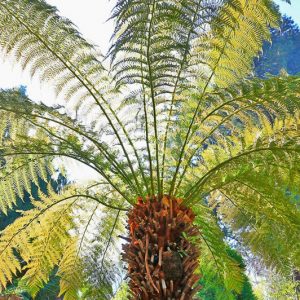 Dicksonia antarctica, Soft Tree Fern, Australian Tree Fern, Tasmanian Tree Fern, Woolly Tree Fern, Drought tolerant tree