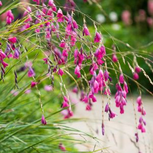 Dierama pulcherrimum, Angel's Fishing Rod, Fairy Wand, Wandflower, Pink flowers, Purple Flowers