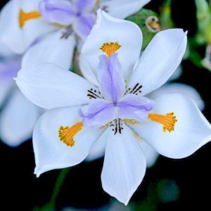 Dietes grandiflora,Fairy Iris, Wild Iris, Large Wild Iris, Dietes grandiflora 'Reen Lelie'