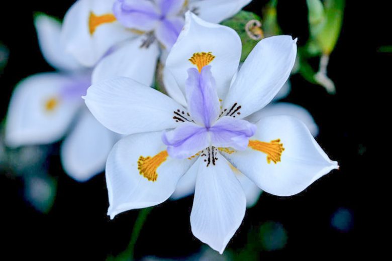 Dietes grandiflora,Fairy Iris, Wild Iris, Large Wild Iris, Dietes grandiflora 'Reen Lelie'