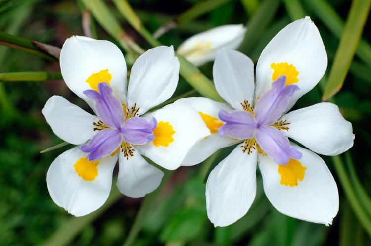 Dietes iridioides,Fortnight Lily, Wild Iris, Cape Iris, African Iris, White Iris,Moraea iridioides, Dietes vegeta
