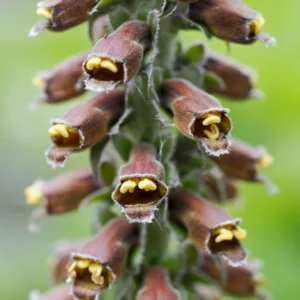 Digitalis Parviflora,Small-Flowered Foxglove, brown flowers, chocolate flowers, deer tolerant perennial