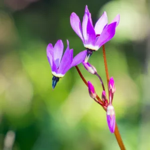 Dodecatheon hendersonii, Californian Cyclamen, Henderson's Shooting Star, Sailor Caps, Mosquito Bills, Broad-Leaved Shooting Star