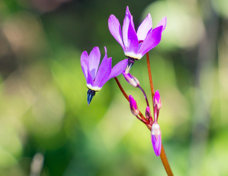 Dodecatheon hendersonii (Californian Cyclamen)