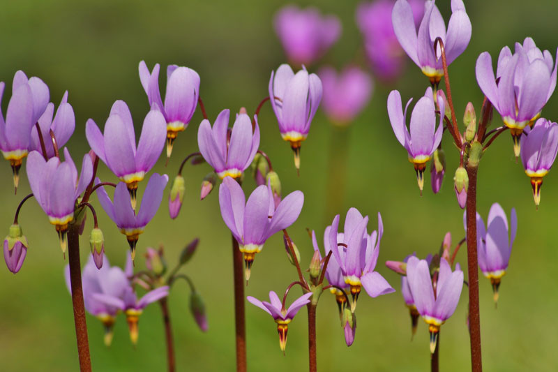 Shooting Star Dodecatheon Meadia An