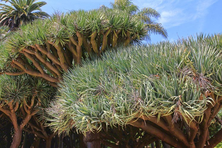 Dracaena draco, Dragon Tree, Dragon Blood tree, Asparagus draco, Drought tolerant shrub, drought tolerant tree