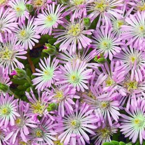 Drosanthemum floribundum, Ice Plant, Purple Carpet, Mesembryanthemum hispidum var. pallidum, Mesembryanthemum floribundum, Mesembryanthemum torquatum, purple perennial flowers, succulent, Low maintenance perennial, perennial ground cover