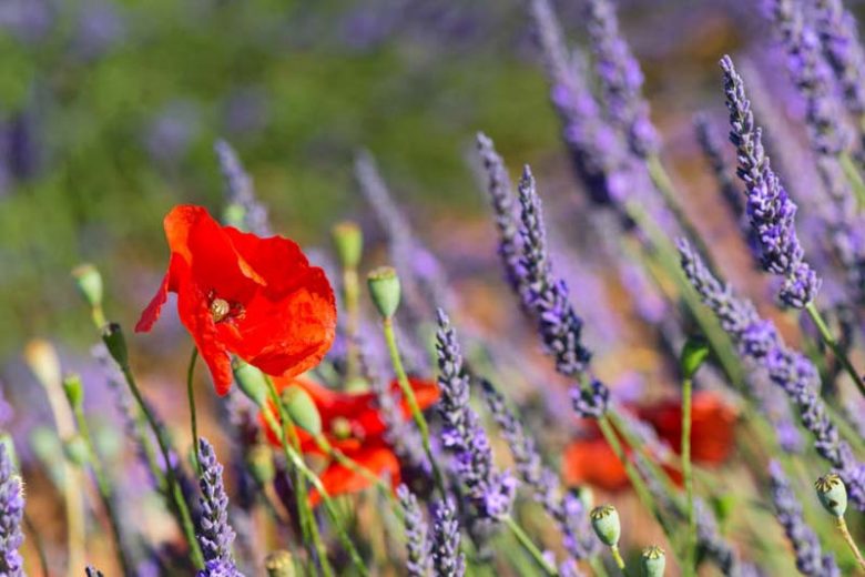 Garden plants to grow near lavender to improve health of popular flower