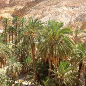 Drought Tolerant Palms, Water-wise Palms, Low Water palms, Desert Palms