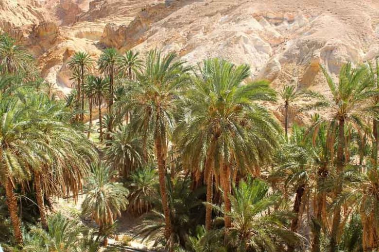 Drought Tolerant Palms, Water-wise Palms, Low Water palms, Desert Palms