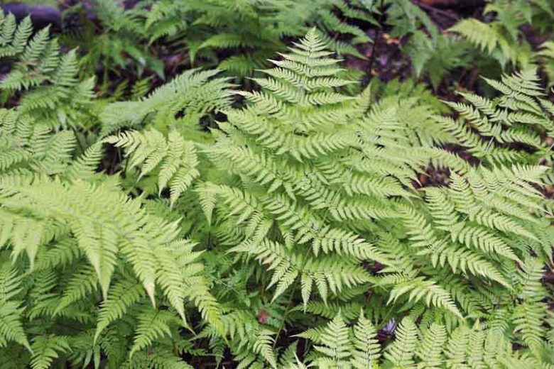 Dryopteris filix-mas, Male Fern, Basket Fern, Shield Fern, Shade plants, shade perennial, plants for shade, plants for wet soils