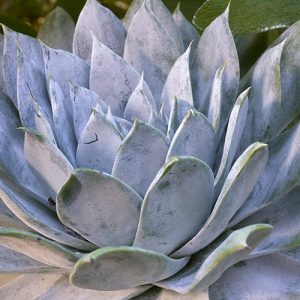Dudleya brittonii, Giant Chalk Dudleya,  Blue Dudleya, gray Dudleya, Blue succulent, gray succulent
