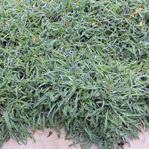 Dymondia margaretae, Silver Carpet, drought tolerant groundcover, ground covers, grouncover, perennial ground cover