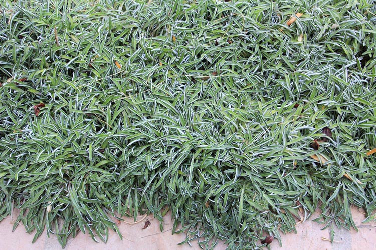 Dymondia margaretae, Silver Carpet, drought tolerant groundcover, ground covers, grouncover, perennial ground cover