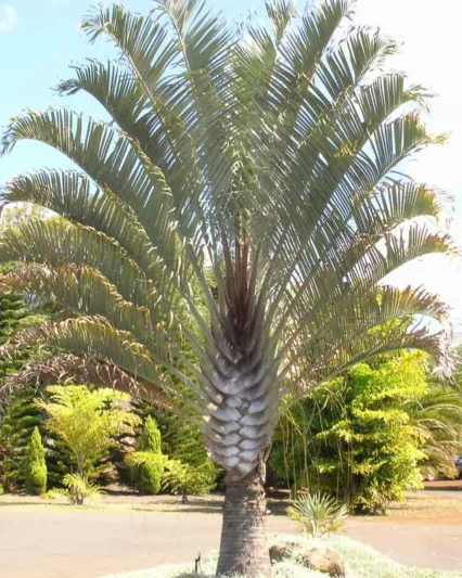 Dypsis decaryi, Triangle Palm, Neodypsis decaryi, Drought tolerant tree, Tropical Plant, Palm Tree, Blue Palm Tree, Blue Palms
