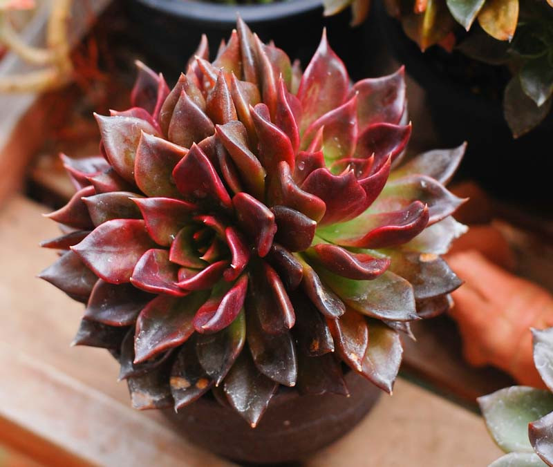 Echeveria 'Black Prince'