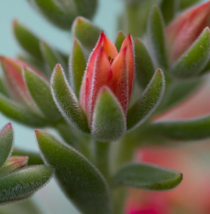echeveria succulents bluish green Echeveria blue bird main image 0