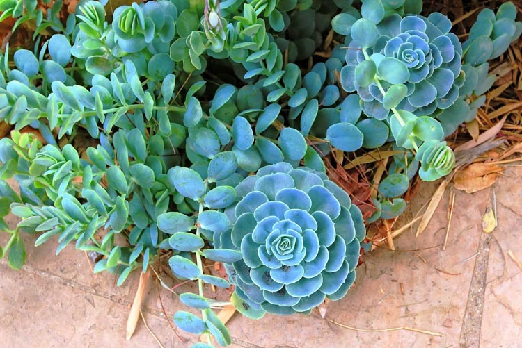 Echeveria secunda,Old hen-and-chickens, Hen and Chickens, Blue Echeveria, Glaucous Echeveria,  Blue echeveria, gray echeveria, Blue succulent, gray succulent