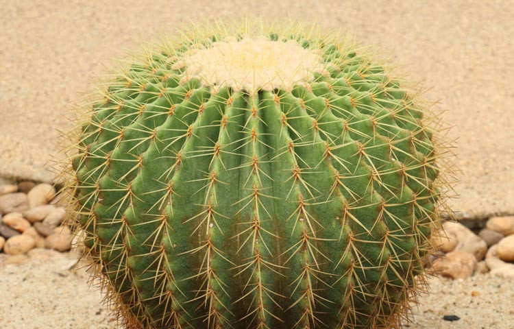 Echinocactus grusonii, Golden Barrel Cactus, Mother-in-law's Seat, Golden Ball Cactus, Golden cactus, Cactus