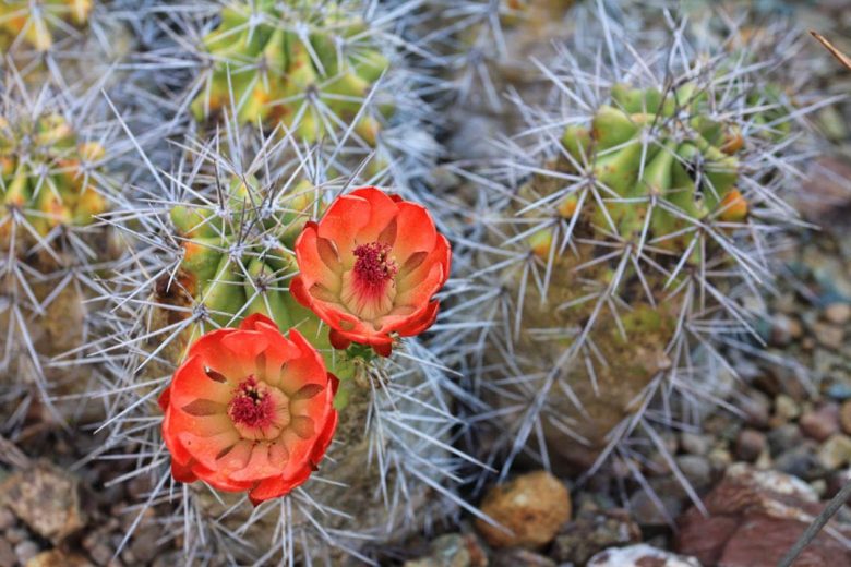 Echinocereus triglochidiatus, Claret Cup, Claret Cup Cactus, Hedgehog Cactus, Kingcup Cactus, Mojave Mound, Mohave Mound, Cactus