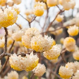 Edgeworthia chrysantha, Paperbush, Paper Bush, Oriental Paper Bush, Winter Flowers, Fragrant Shrub, Yellow Flowers, Flowering Shrub