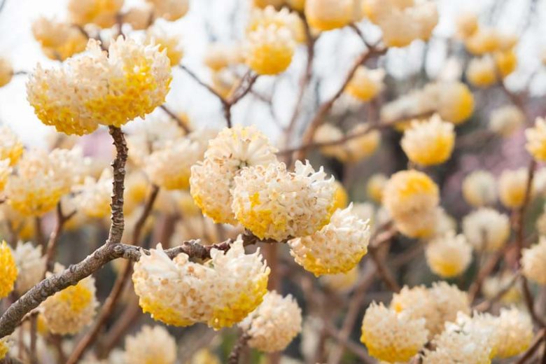 Edgeworthia chrysantha, Paperbush, Paper Bush, Oriental Paper Bush, Winter Flowers, Fragrant Shrub, Yellow Flowers, Flowering Shrub