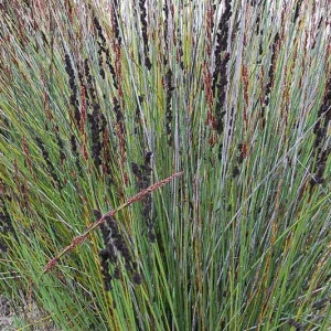 Elegia tectorum, Small Cape Rush, Chondropetalum tectorum, Drought tolerant plant,