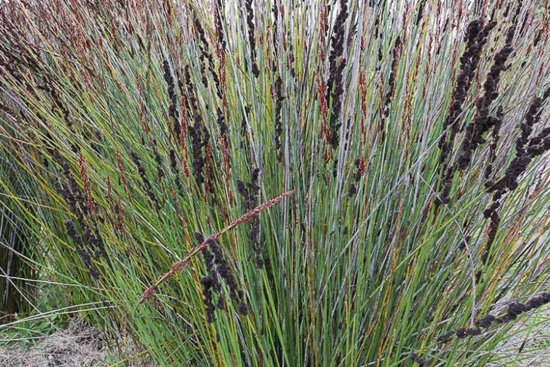 Elegia tectorum, Small Cape Rush, Chondropetalum tectorum, Drought tolerant plant,