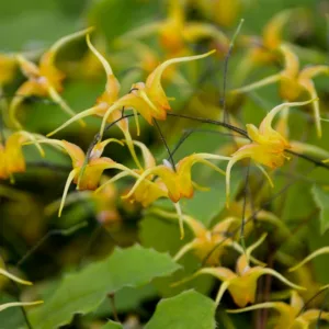 Epimedium 'Amber Queen', Barrenwort 'Amber Queen', Bishop's Hat 'Amber Queen', Bishop's Mitre 'Amber Queen', Fairy Wings 'Amber Queen', Shade Plants, Shade Perennials, Yellow Flowers, Groundcovers, Ground Cover
