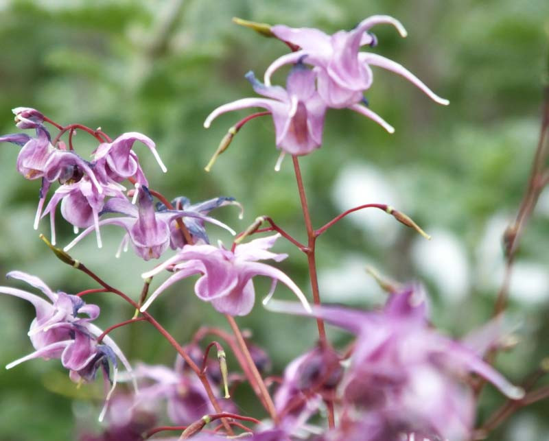 Epimedium grandiflorum 'Lilafee' (Barrenwort)