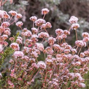 Eriogonum fasciculatum,  California Buckwheat, Eastern Mojave Buckwheat, Flattop Buckwheat, Yellow Buckwheat