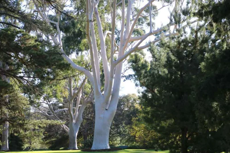 Eucalyptus citriodora, Lemon-Scented Gum, Citron-Scented Gum, Lemon-Scented Eucalyptus, Evergreen Tree, Beautiful Bark, Fragrant Tree