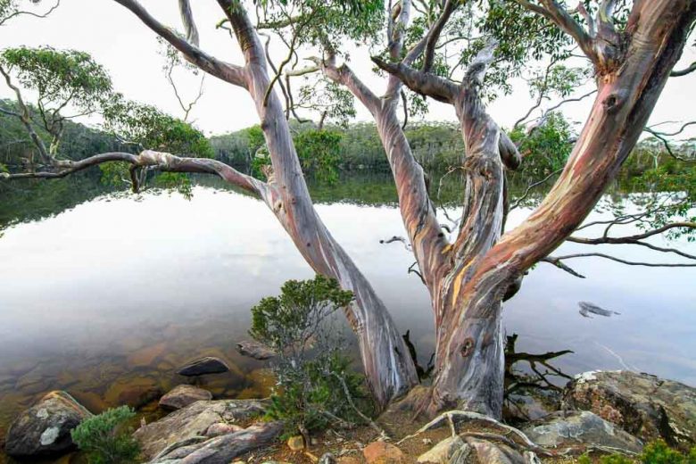 Eucalyptus coccifera, Tasmanian Snow Gum, Mount Wellington Peppermint, Evergreen Tree, Red Bark, Fragrant Tree