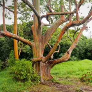 Eucalyptus deglupta, Rainbow Gum, Indonesian Gum, Mindanao Gum, Rainbow Eucalyptus, Bagras, Kamarere,, Evergreen Tree, Colorful Bark