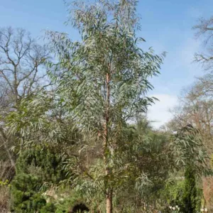 Eucalyptus nicholii, Narrow-leaved Peppermint, Willow-leaved Peppermint, Nichol's Willow-leaved Eucalyptus, Evergreen Tree