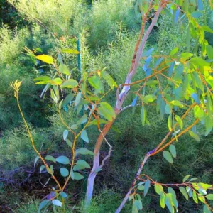 Eucalyptus pauciflora subsp. debeuzevillei, Jounama Snow Gum, Giant Snow Gum, Snow Gum, White Sally, Evergreen Tree, Beautiful Bark, Fragrant Tree