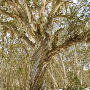 Eucalyptus pauciflora subsp. niphophila, Alpine Snow Gum, Snow Gum, Evergreen Tree, Beautiful Bark, Fragrant Tree