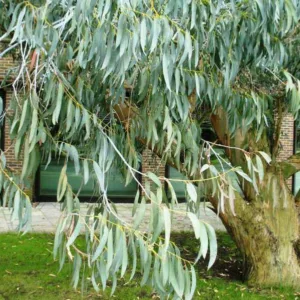 Eucalyptus perriniana, Spinning Gum, Silver Dollar Gum, Round-Leafed Gum, Evergreen Tree, Bark, White Bark