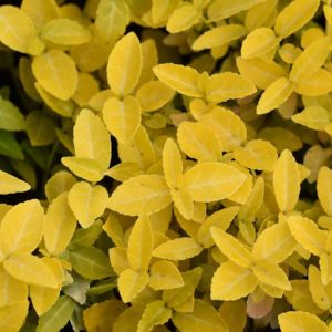 Euonymus Fortunei 'Goldy', Wintercreeper 'Goldy', Spindle 'Goldy', Euonymus fortunei 'Waldbolwi', evergreen shrubs, Golden Foliage
