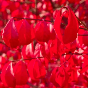 Euonymus alatus 'Compactus', Compact Burning Bush, Compact Winged Spindle Tree, Compact Winged Euonymus, Compact Winged Burning Bush, Euonymus alatus 'Compacta', shrubs, fall color, shrub with berries, red leaves