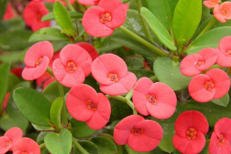 Euphorbia milii,Crown of Thorns, Christ Plant, Christ Thorn, Red flowers, Drought tolerant perennial, Deer resistant perennial, rabbit resistant perennial