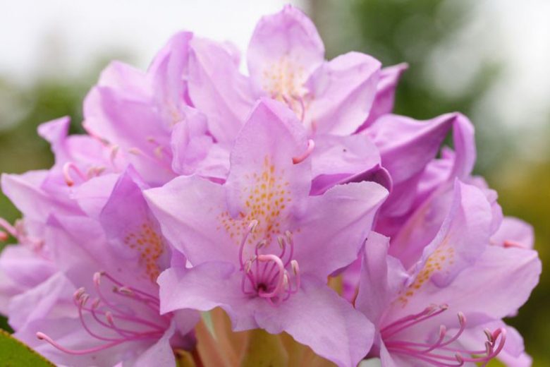 Azalea blooming season, Rhododendron blooming season, Azalea flowering, Rhododendron flowering, Azalea flowers, Rhododendron flowers