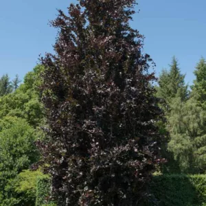 Fagus sylvatica 'Dawyck Purple', European Beech 'Dawyck Purple', Common Beech 'Dawyck Purple', Purple Beech, Deciduous Tree, Fall Color