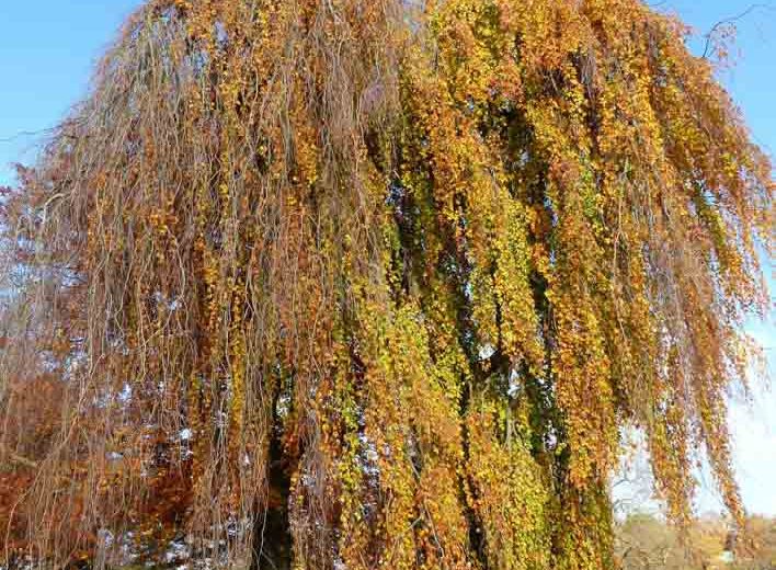 Fagus sylvatica 'Pendula', European Beech 'Pendula', Common Beech 'Pendula', Weeping Beech, Deciduous Tree, Fall Color