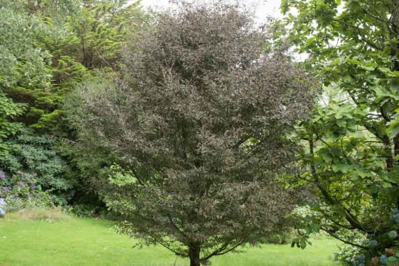Fagus sylvatica 'Rohanii', European Beech 'Rohanii', Common Beech 'Rohanii', Purple Beech, Copper Beech, Deciduous Tree, Fall Color