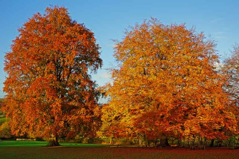 Fagus sylvatica (European Beech)